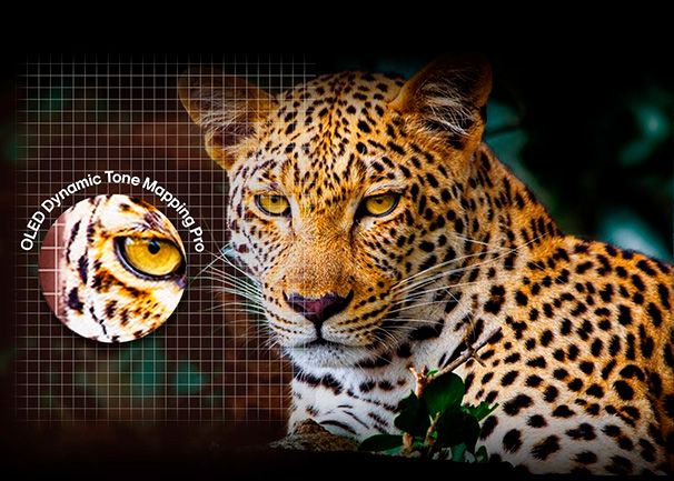 LG OLED65C56LB precio. Máxima nitidez, brillo y contraste